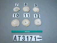 藏品(芋螺貝)的圖片